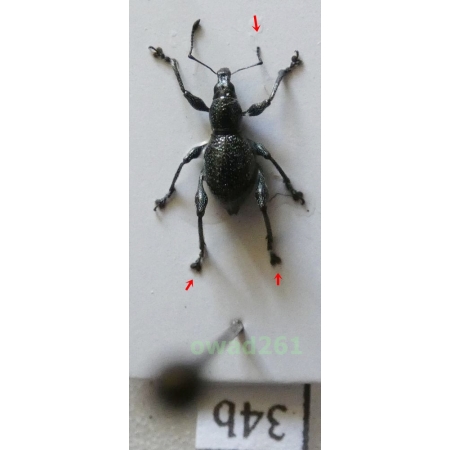Metapocyrtus sp. Heller, 1912 male Philippines34b